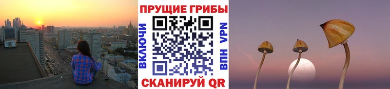 Галлюциногенные грибы Psilocybe купить наркотики сайты Белгород